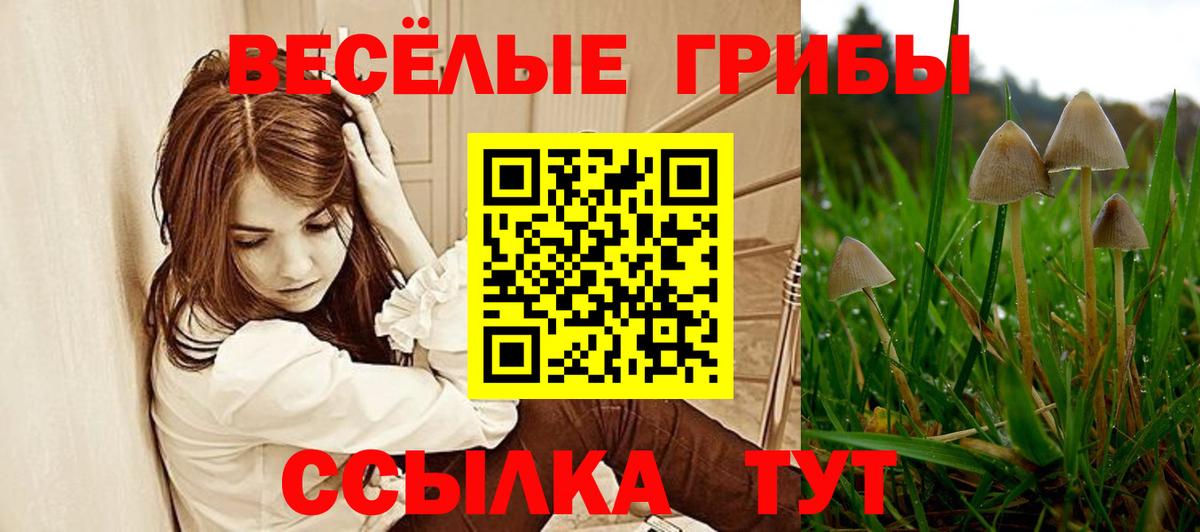 цена   Вход с VPN  Котовск  Псилоцибиновые грибы прущие грибы  Псилоцибиновые грибы GOLDEN TEACHER 